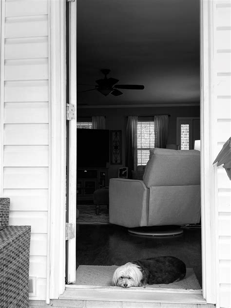 Baxter At The Back Door R Yorkies