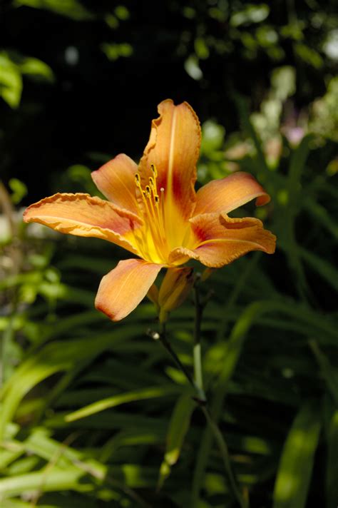 How To Winterize Daylilies Garden Guides