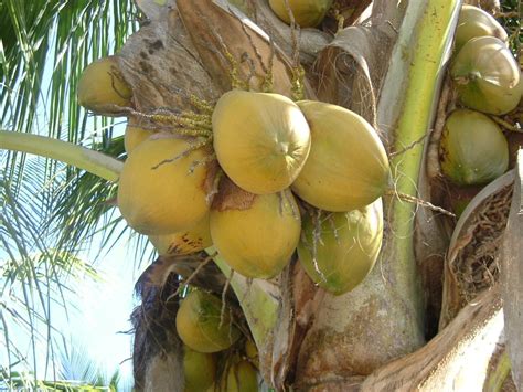 Польза кокоса чем полезен свойства разделать организма молоко