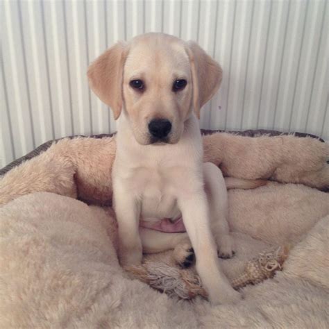 Average Birth Weight Labrador Retriever | Dog Breed Information