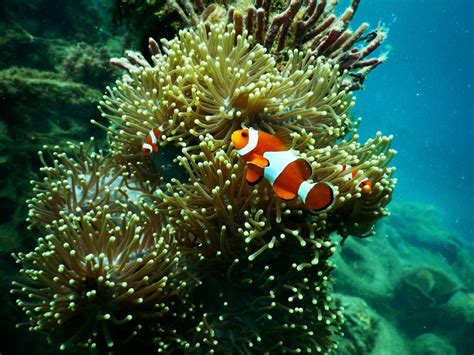 Biologi laut bagian hidrobiologi laut institut pertanian bogor pokok bahasan praktikum: Pusat Sains Negara