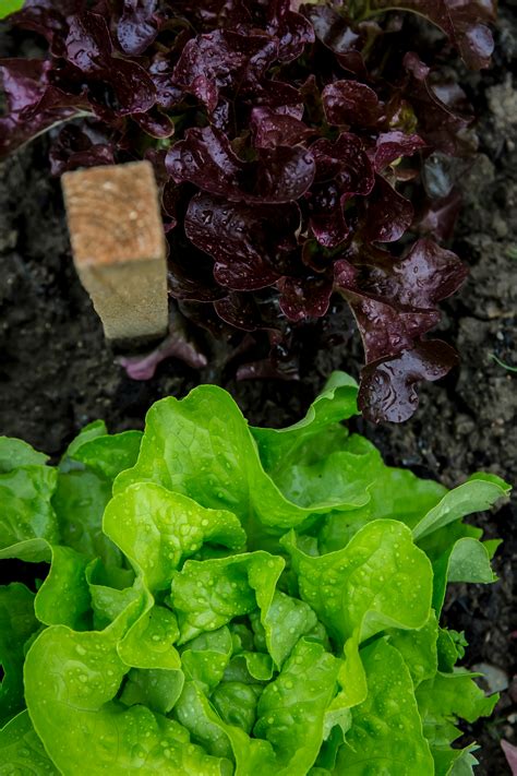 Green And Purple Lettuce On Ground · Free Stock Photo