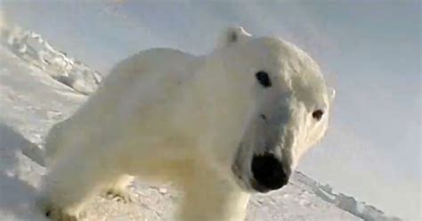 Stunning Gopro Footage Shows Polar Bear Hunting Seals In The Arctic Sea