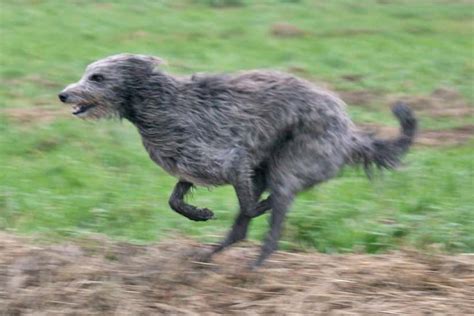 scottish deerhound dog breed information  images  research