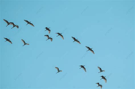 Flying Photography Photography Pictures Flying Bird Silhouette Black
