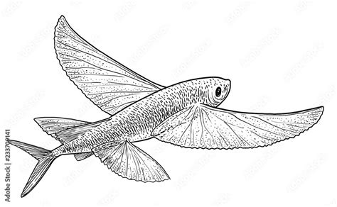 Flying Fish Illustration Drawing Engraving Ink Line Art Vector