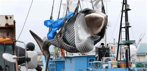Japanese Whaling Ship Returns Home After First Commercial Hunt In