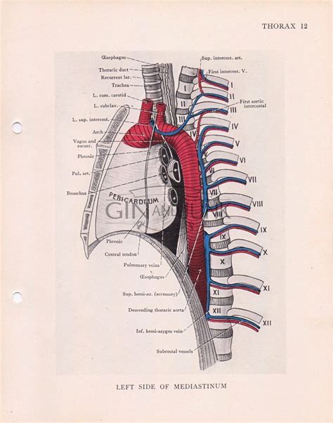 Anatomy Of Ribs And Lungs Applied Anatomy Of The Chest Wall And