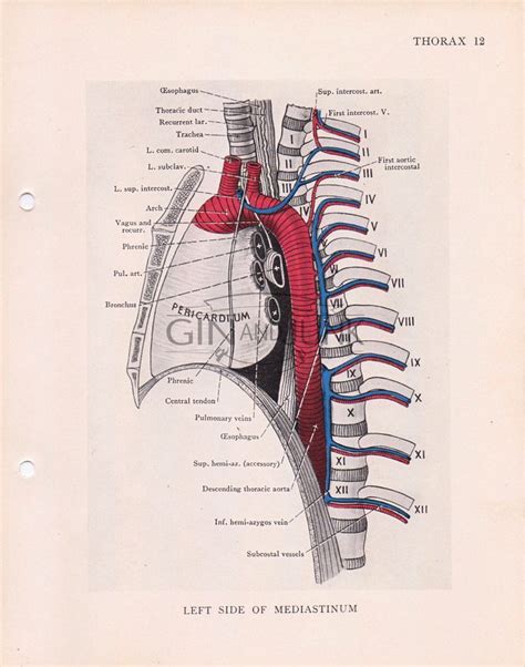 And download vectors and human scrapbooks. 1930s Classic medical print - Human Ribs and lungs, Human Anatomy, Bones print, Anatomy Print ...