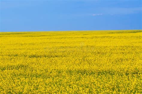 Flowering Canola Field Stock Photo Image Of Oilseed 35487012