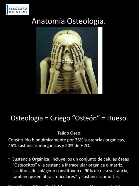 5 Anato Osteología Pdf Hueso Sistema Musculoesquelético