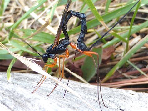 Bug Bytes Giant Ichneumon Wasps Mtpr