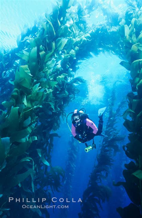 Diver Amid Kelp Forest Macrocystis Pyrifera San Clemente Island