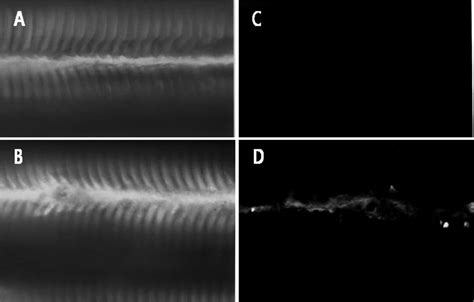 Indirect Immunofluorescence Staining Of The Fixed Gill Tissues Of