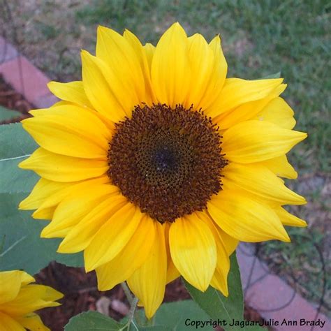 Julie Ann Brady Blog On My Sunflower Blossoms Are Blooming