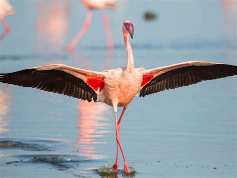 Flamingos In Southern Africa How To Find Fuchsia Flamingos