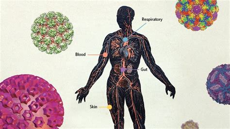 Viruses Of The Human Body Some Of Our Resident Viruses May Be