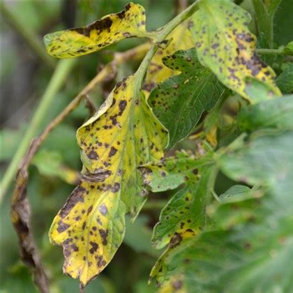 Copper sprays offer some control. Cures For Tomato Plant Fungus | Cromalinsupport