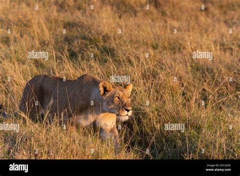 A Lioness Panthera Leo Walking In Tall Grass Masai Mara National