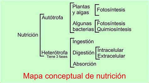 Nutrición Etapas Y Clases Nutrición Autótrofa Y Heterótrofa