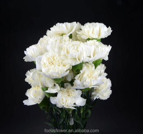 White Fresh Cut Carnation Flower High Quality Snow White Carnation