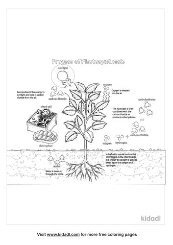 26 Best Ideas For Coloring Photosynthesis Coloring Page