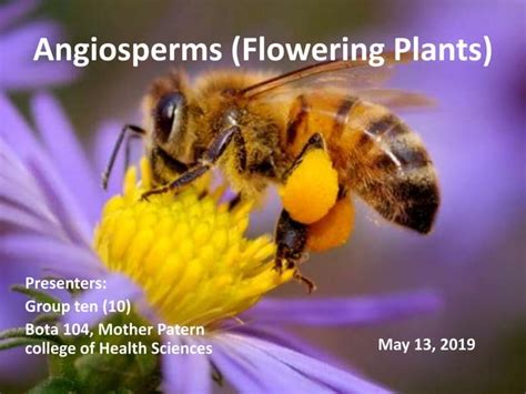 Angiosperms Flowering Plants Powerpoint Presentation Ppt