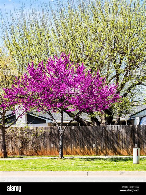 An Eastern Redbud Tree Cercis Canadensis In Spring Bloom The Redbud