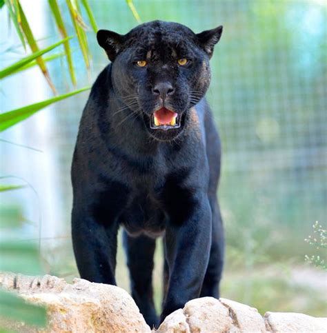 Black Jaguars For I Am The Black Jaguar