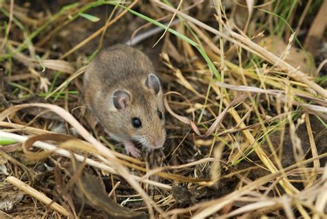 Deer Mice Get To Know North Americas Most Abundant Mammal