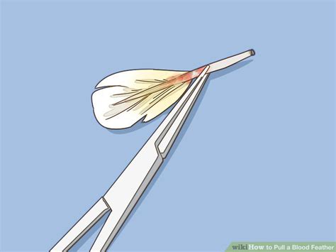 How To Pull A Blood Feather 9 Steps With Pictures Wikihow Pet