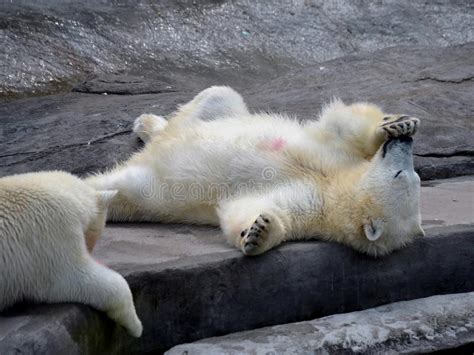 Polar Bears In The Moscow Zoo Stock Image Image Of Russia Territory
