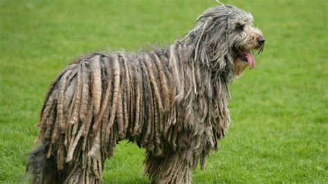 What Are Dogs That Look Like Mops
