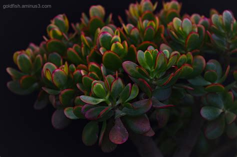 'hummel's sunset' or golden jade ( crassula ovata ): Crassula Hummels Sunset - Jade Plant - Plant & Nature ...