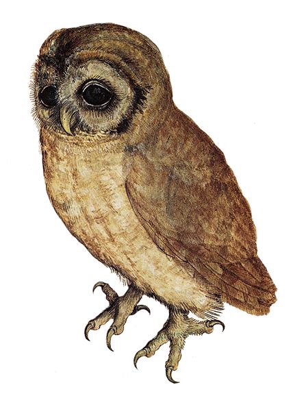 Owl Png Transparent Png Mart