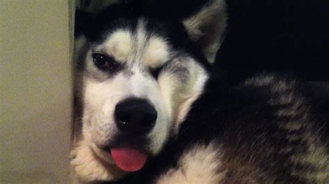 Cutest Husky Video Squishy Face Drinks In His Sleep