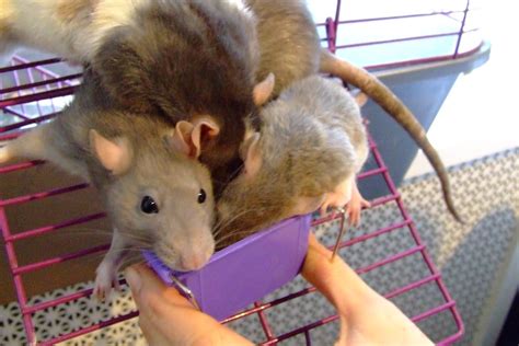 What Do Pet Rats Eat The Optimal Diet We Fancy Rats