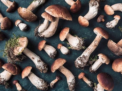 The Health Benefits of Functional Mushrooms | Reader's Digest