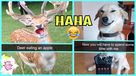 The Funniest Animal Snapchats Ever Youtube