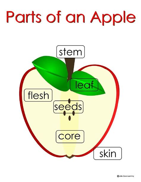 Parts Of An Apple Worksheet For Kindergarten Math Worksheets Primary