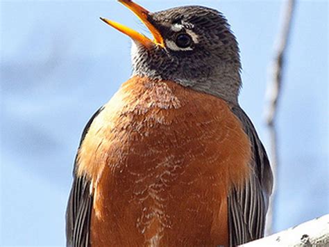 Singing Male Robin Learn About Different Types Of Robin Songs