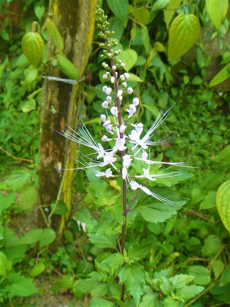 Kucing or cats whiskers from its pale purple. Panoramio - Photo of Pokok Misai Kucing,Orthosiphon stamineus