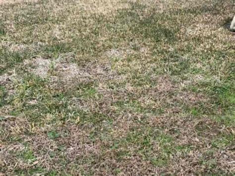St Augustine Grass Diseases And Problems Identification Pictures