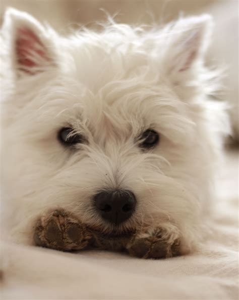 Westie Puppy Romy 6 Mois Chiot Westie Dogs Baby Dogs Cute Dogs