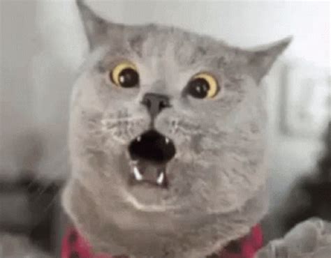 Scaredy Cat Scared Cat GIF ScaredyCat ScaredCat FraidyCat Discover Share GIFs