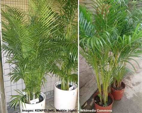 17 Low Maintenance Palm Trees For Landscaping