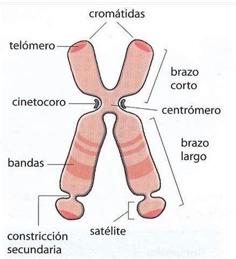 Lista Imagen Dibuja La Estructura De Un Cromosoma Mirada Tensa