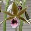 Orchid propagation, stories, pictures and events, link to the oldest orchid society in the world. PlantFiles Pictures: Species Orchid, Nun's Orchid, Nun's ...