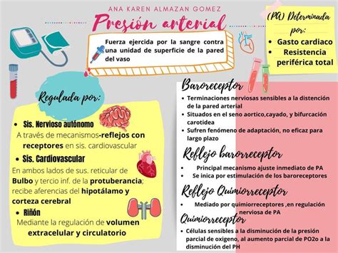 Presión Arterial Arteria Apuntes De Medicina Udocz