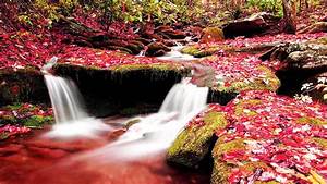 Waterfall, Stream, Between, Algae, And, Dry, Red, Leaves, Covered